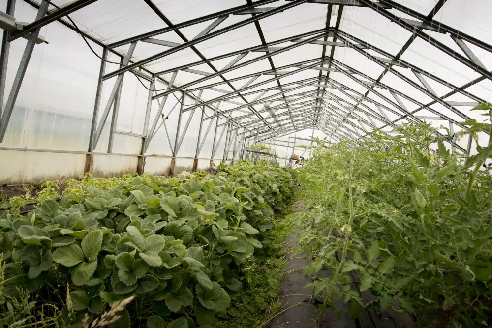 oecd.label.agricultural-sciences